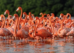 Flamingos of La Guajira